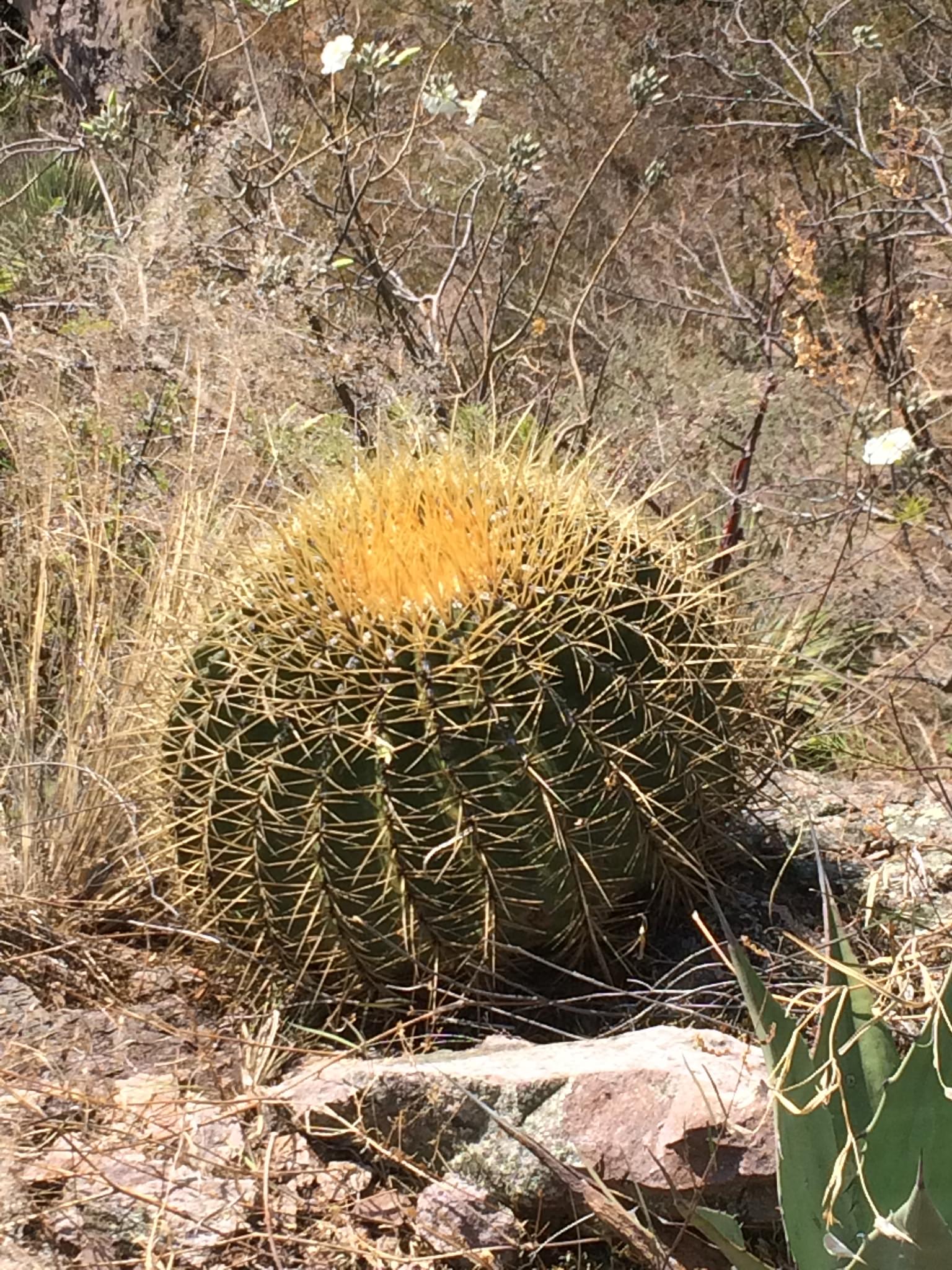 Ferocactus histrix